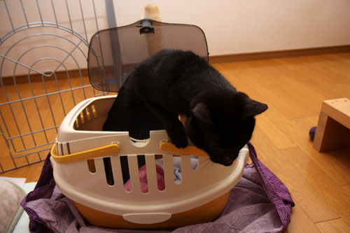 減薬への第一歩_d0355333_12460625.jpg