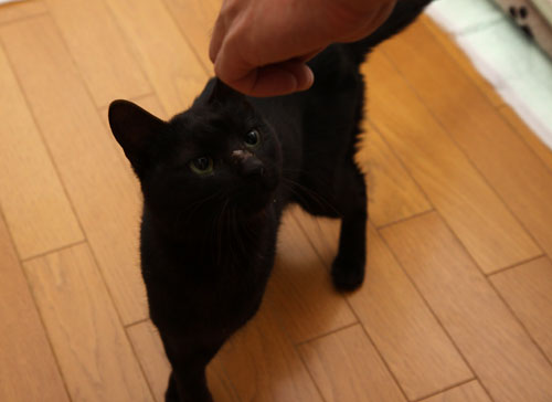 ともだちになりたいな_d0355333_12460793.jpg