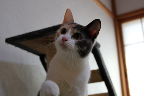 ナツちゃん!_d0355333_12461215.jpg
