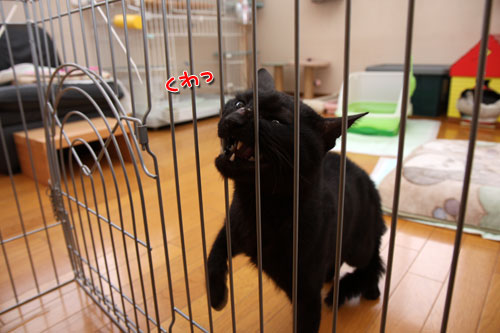 もしかして、苦手?_d0355333_12461358.jpg