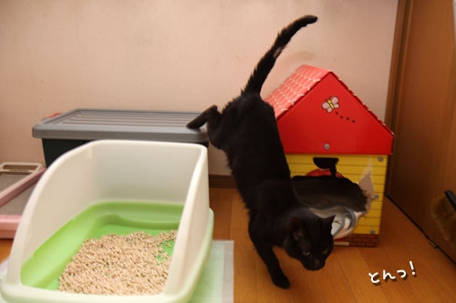 未知数の猫_d0355333_12461524.jpg