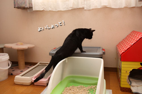 未知数の猫_d0355333_12461529.jpg