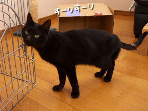 未知数の猫_d0355333_12461545.jpg