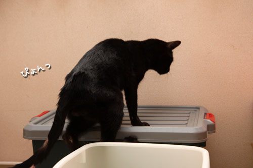 未知数の猫_d0355333_12461557.jpg