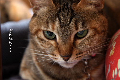 未知数の猫_d0355333_12461608.jpg