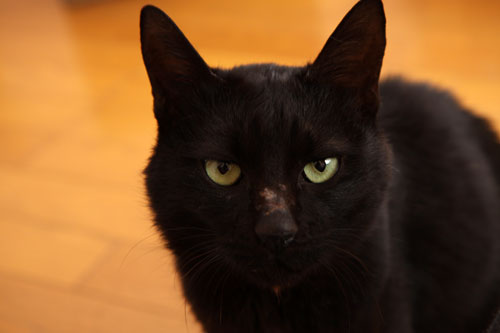 未知数の猫_d0355333_12461647.jpg