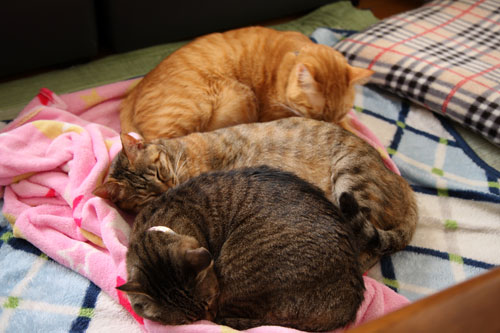 猫の昼間はこんな感じ?_d0355333_12461717.jpg