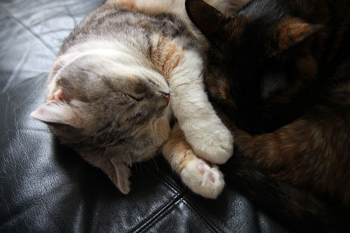 猫の昼間はこんな感じ?_d0355333_12461737.jpg