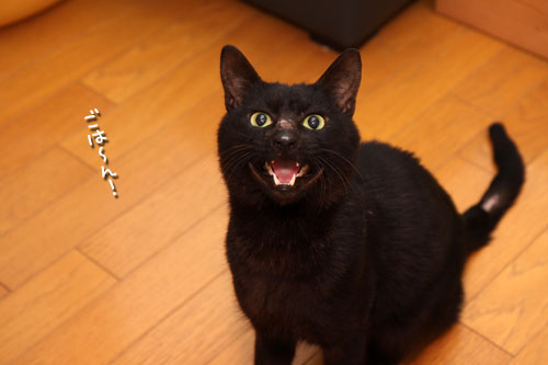 猫の昼間はこんな感じ?_d0355333_12461774.jpg