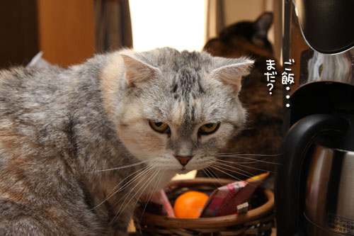 ちゃとらんの歯石とり体験!_d0355333_12462613.jpg