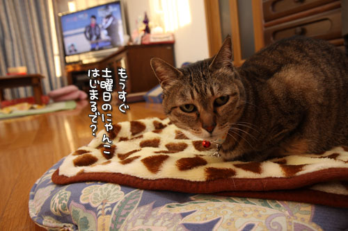 ちゃとらんの歯石とり体験!_d0355333_12462680.jpg