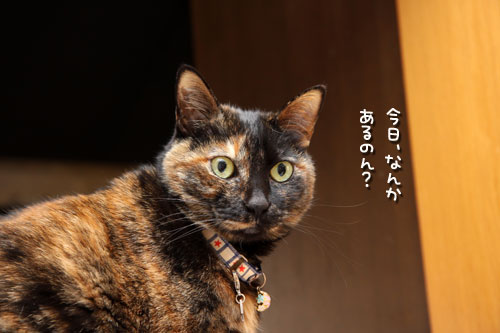 ちゃとらんの歯石とり体験!_d0355333_12462688.jpg