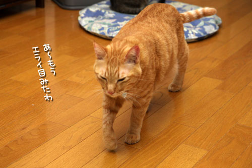 ちゃとらんの歯石とり体験!_d0355333_12462707.jpg