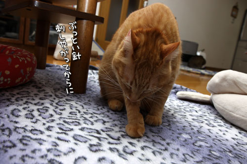 ちゃとらんの歯石とり体験!_d0355333_12462749.jpg