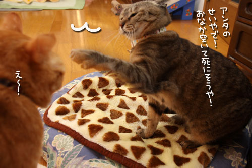 ちゃとらんの歯石とり体験!_d0355333_12462753.jpg