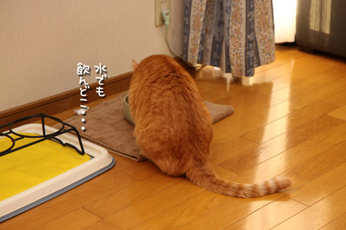 ちゃとらんの歯石とり体験!_d0355333_12462764.jpg
