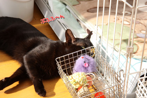 太陽に愛された猫_d0355333_12462814.jpg