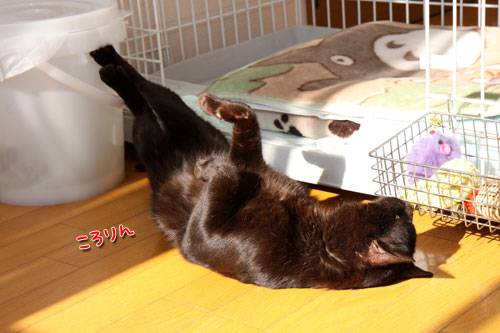 太陽に愛された猫_d0355333_12462837.jpg