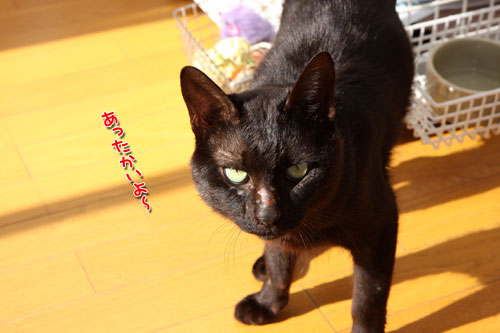 太陽に愛された猫_d0355333_12462855.jpg