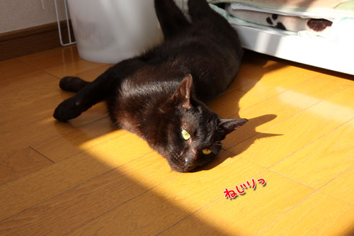太陽に愛された猫_d0355333_12462891.jpg