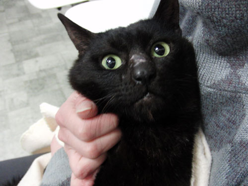 猫の日なのに。_d0355333_12463101.jpg