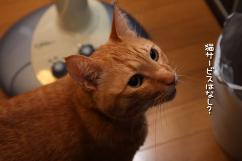 猫の日なのに。_d0355333_12463153.jpg
