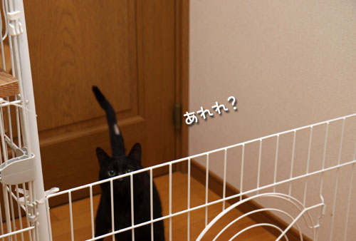 ご飯はこっち!_d0355333_12463646.jpg