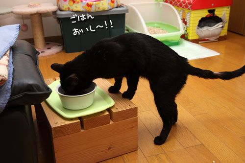 ご飯はこっち!_d0355333_12463673.jpg