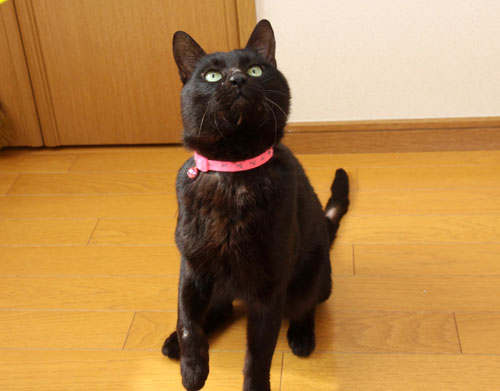 ご縁の首輪をつけてみて_d0355333_12464137.jpg