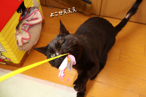 ご縁の首輪をつけてみて_d0355333_12464250.jpg