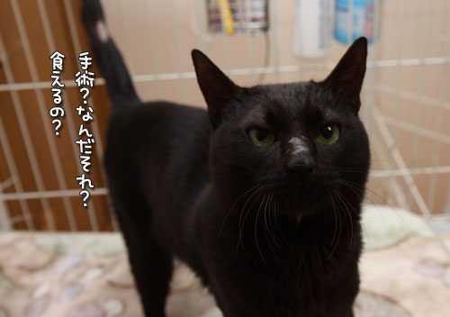 頑張ったよ!_d0355333_12464836.jpg