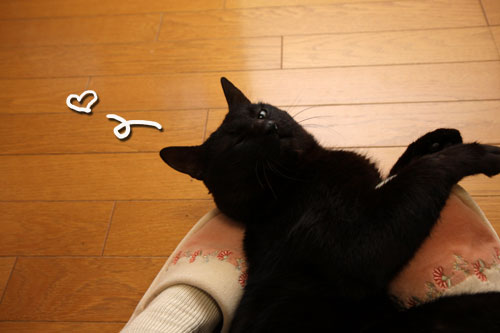 頑張った証。_d0355333_12465277.jpg