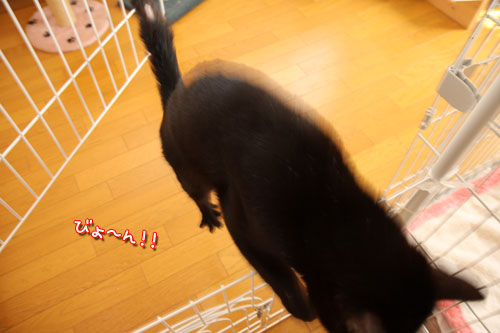 こうちゃんのトイレ考察_d0355333_12465747.jpg