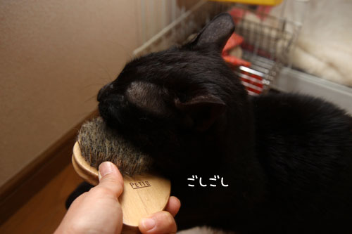 ブラシ大好き!_d0355333_12465951.jpg