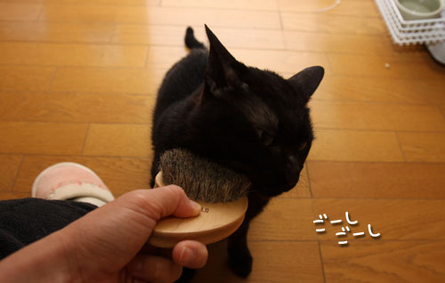 ブラシ大好き!_d0355333_12470001.jpg
