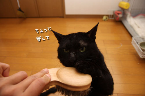 ブラシ大好き!_d0355333_12470007.jpg