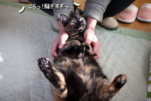 いつもの朝_d0355333_12470602.jpg