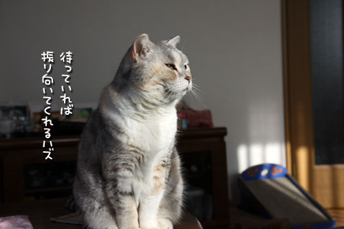 アピールアピール!_d0355333_12470845.jpg