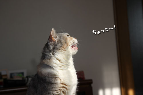 アピールアピール!_d0355333_12470958.jpg
