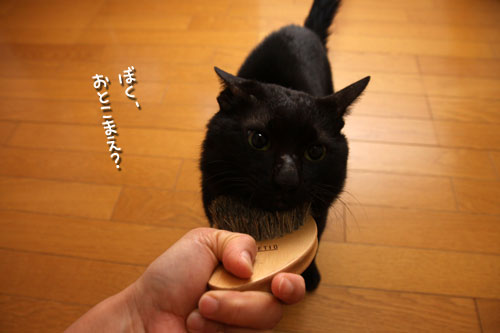 いけにゃん幸太!_d0355333_12471226.jpg