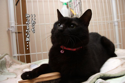 いけにゃん幸太!_d0355333_12471390.jpg