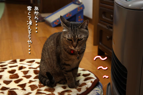冬に逆戻り_d0355333_12471468.jpg