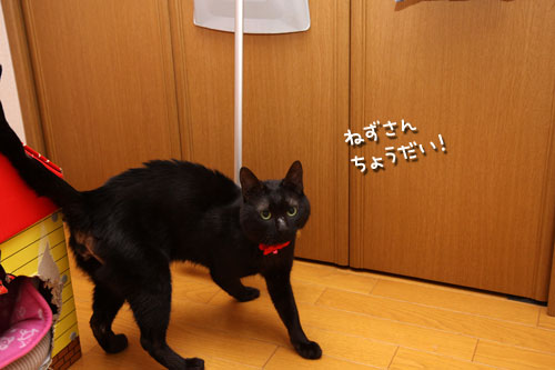 冬に逆戻り_d0355333_12471487.jpg