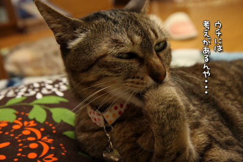 笑子たん、夢を語る。_d0355333_12471680.jpg