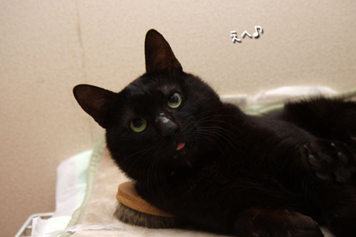 こうちゃんだって!_d0355333_12471881.jpg