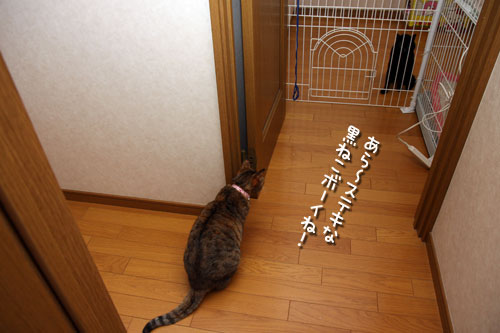 ララちゃんのチャレンジ_d0355333_12472005.jpg