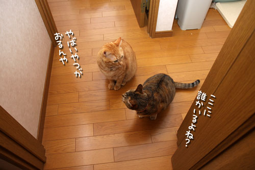ララちゃんのチャレンジ_d0355333_12472090.jpg