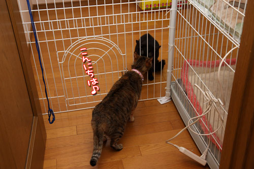 ララちゃんのチャレンジ_d0355333_12472134.jpg