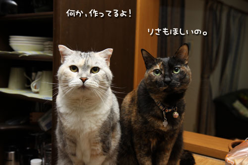 これが男の料理。_d0355333_12472226.jpg