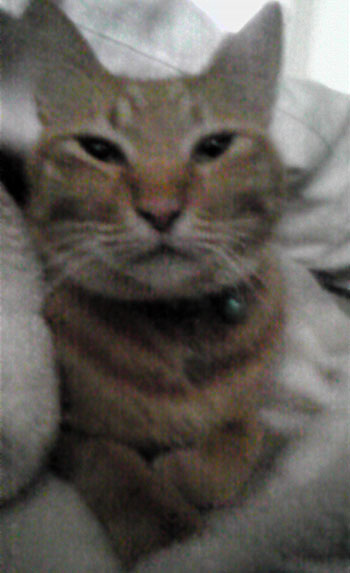 ちゃとらん、おはよう。_d0355333_12472937.jpg